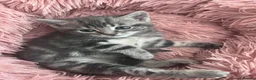 Mixed Breed cats for sale: 5 kittens for rehoming in London - Advert 10