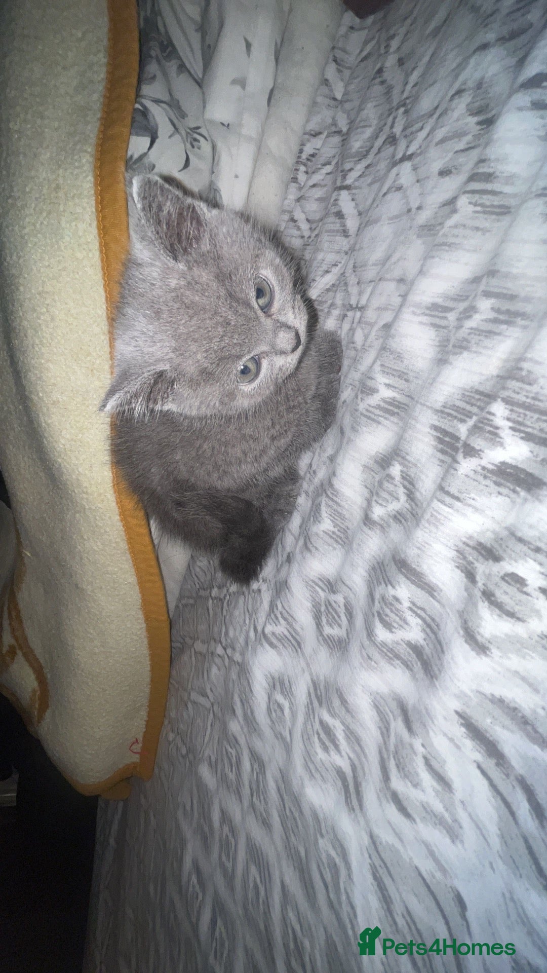 British Shorthair cats british shorthair kitten  - Advert 6