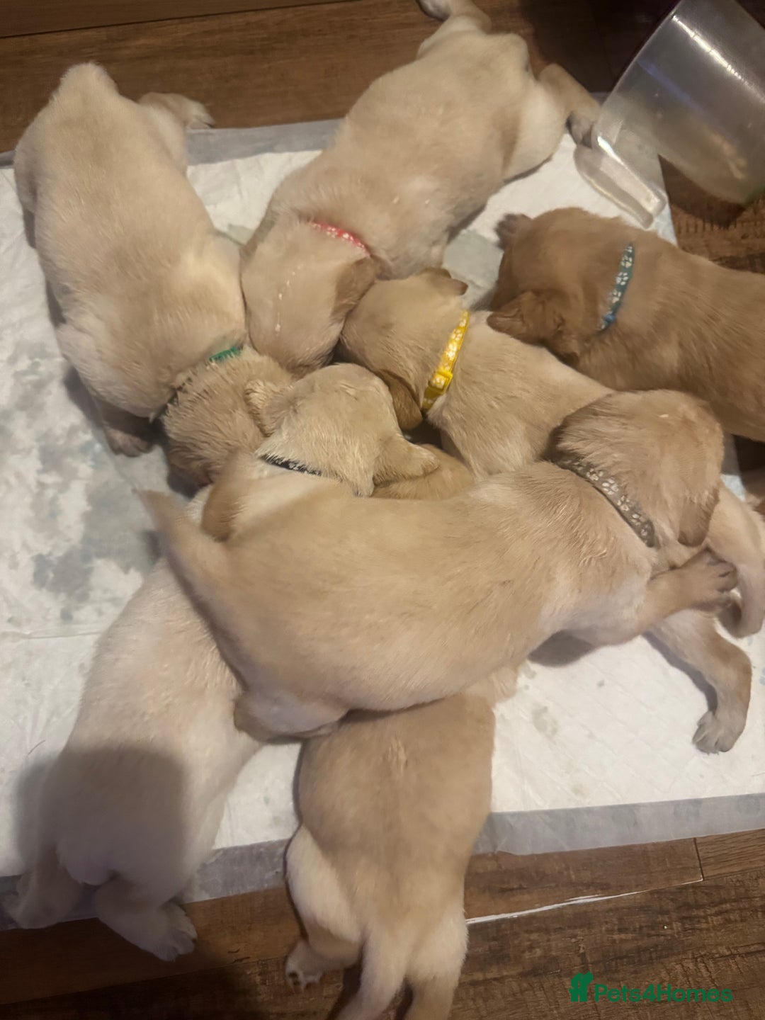 Goldador dogs for sale: Goldadors | Ready to leave 27/07/2025 in Milton Keynes - Image 20