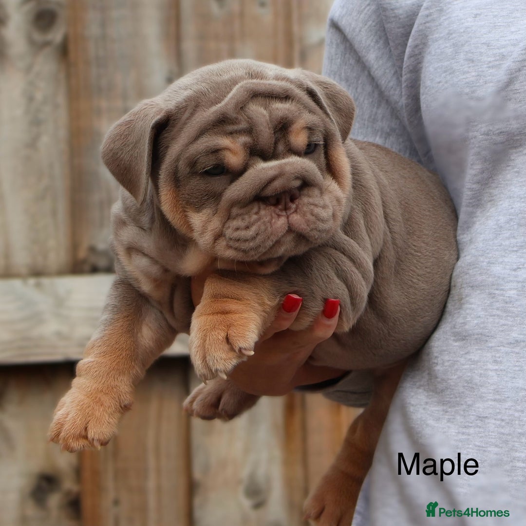 English Bulldog dogs for sale: Outstanding English bulldog puppies - Image 11