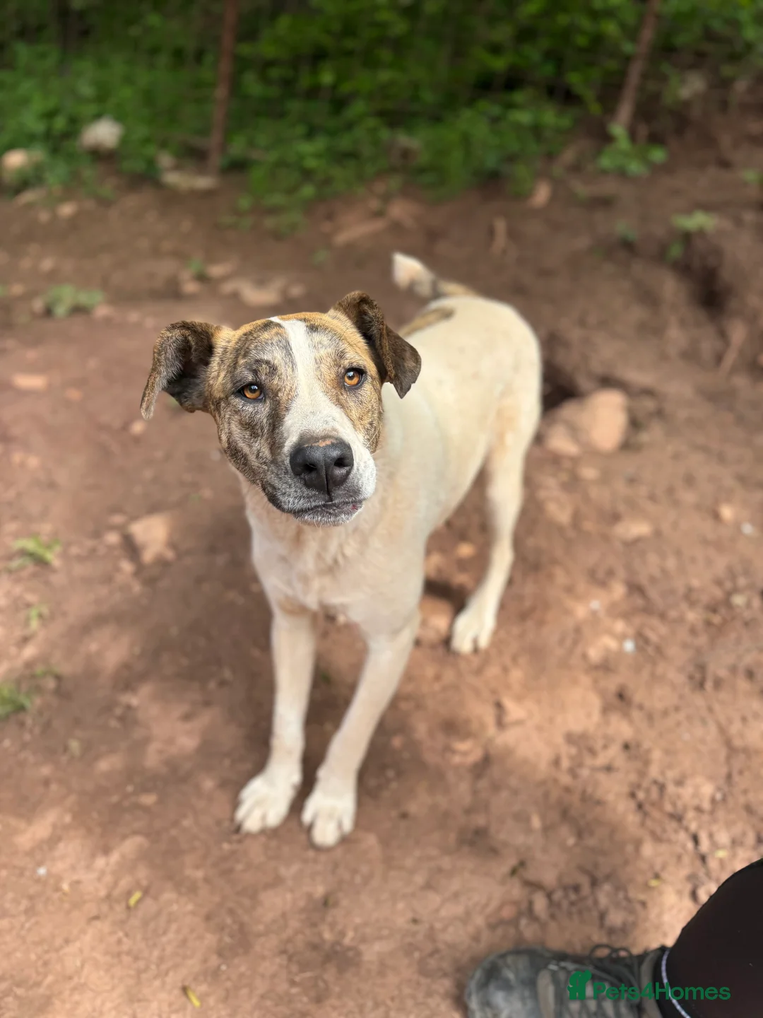 Mixed Breed dogs for adoption: Jasmine 🩷 - Advert 6