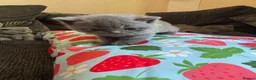 British Shorthair cats for sale: British blue shorthair GIRLS ready 20th June  - Advert 14