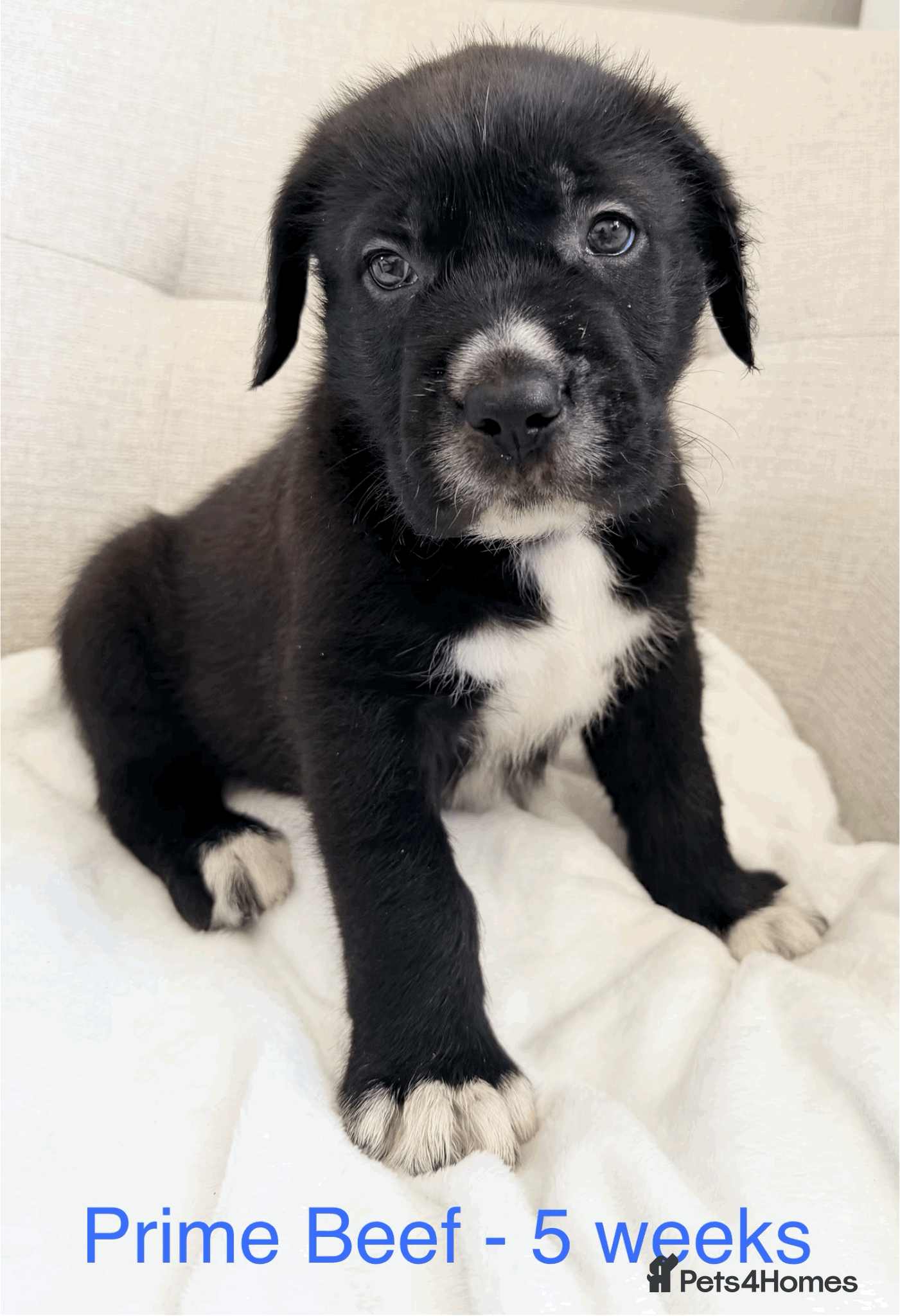Mixed Breed dogs GIANT FLUFFY PUPS: F1 Old English Bordeaux Cross! - Advert 1