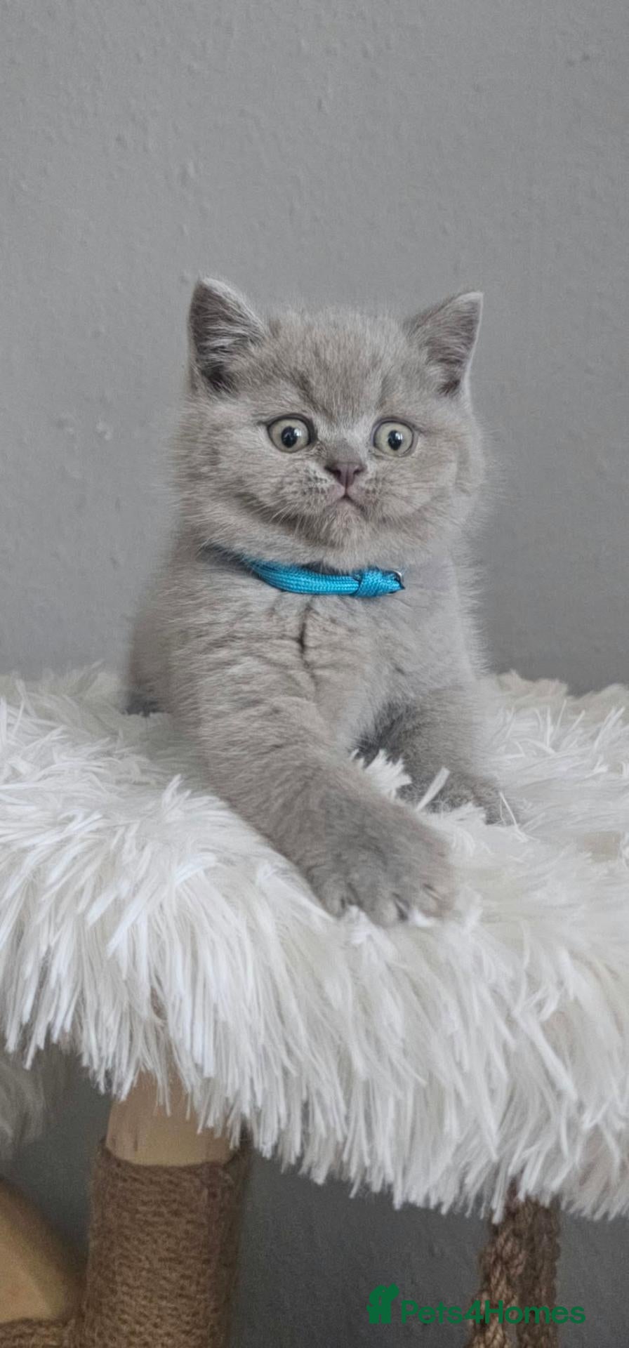 British Shorthair cats LAST BOY British Shorthair GCCF - Advert 2