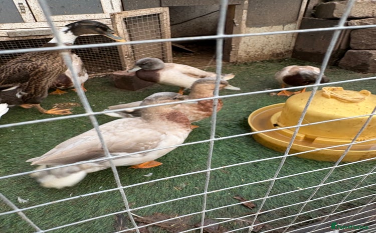Ducks poultry - Advert 3