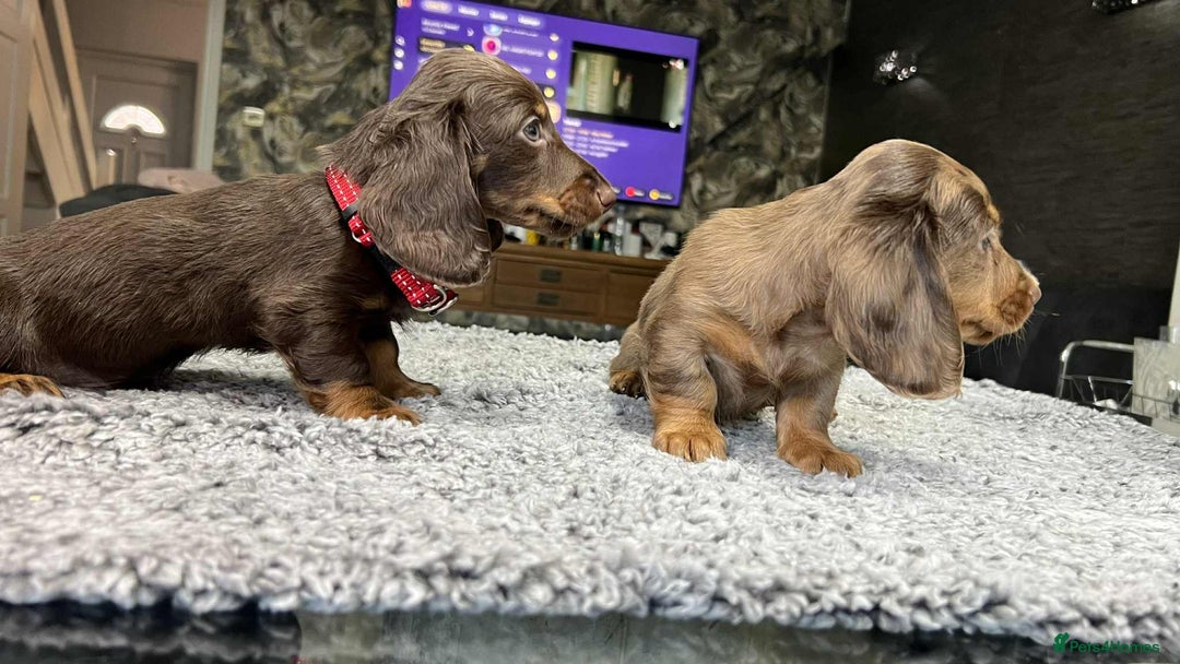Miniature Dachshund dogs for sale: Longhaired miniature dachshund puppies KC reg. - Image 18