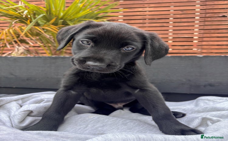 Labrador Retriever dogs - Advert 11