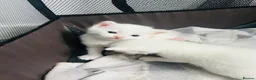 Turkish Van cats for sale: Beautiful Turkish van kittens for sale.  - Advert 20