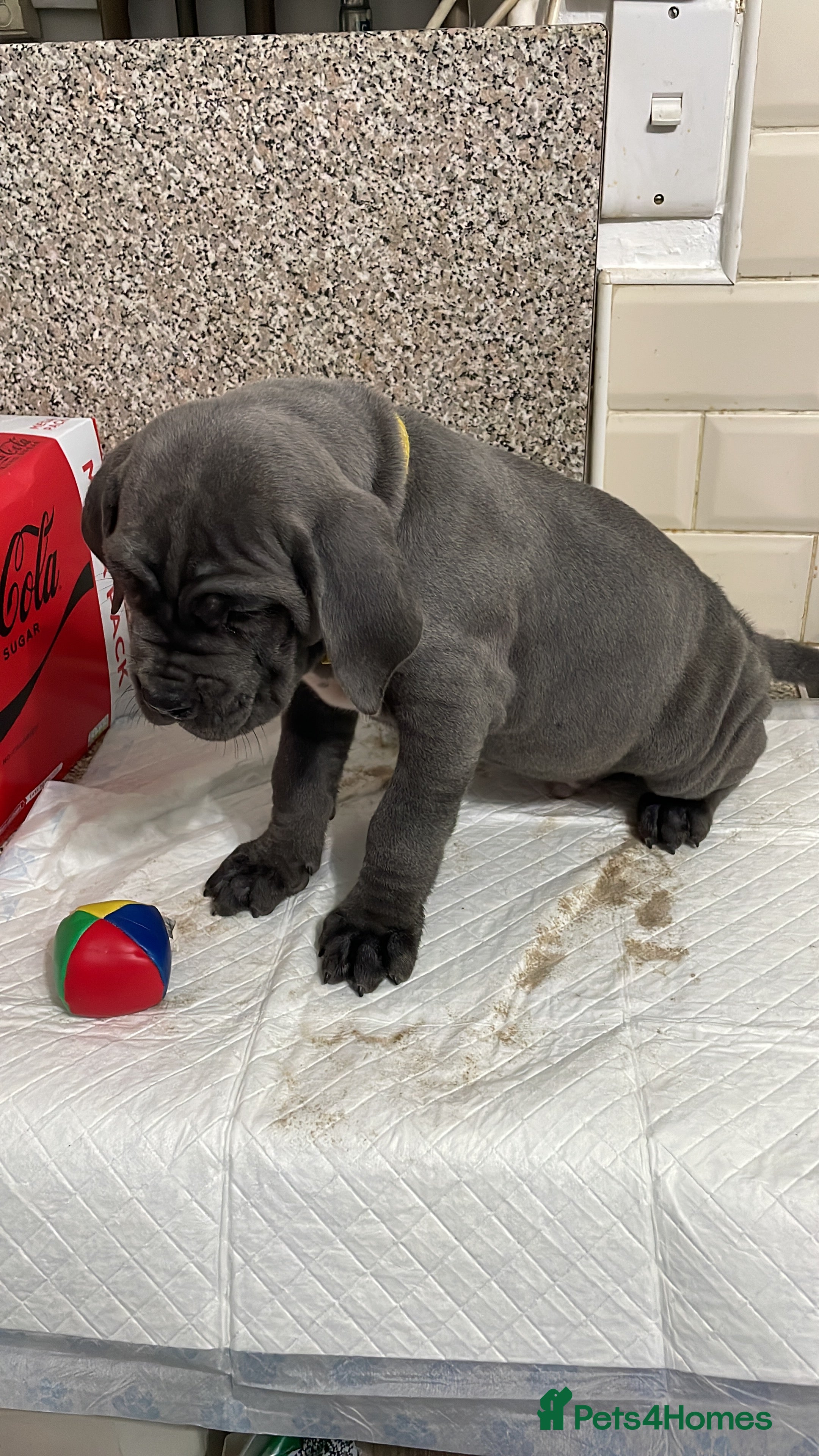 Cane Corso dogs CANE CORSO TOP QUALITY STRAJANO BLOODLINE FERMINTO - Advert 1