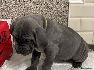 Cane Corso dogs CANE CORSO TOP QUALITY STRAJANO BLOODLINE FERMINTO - Advert 8