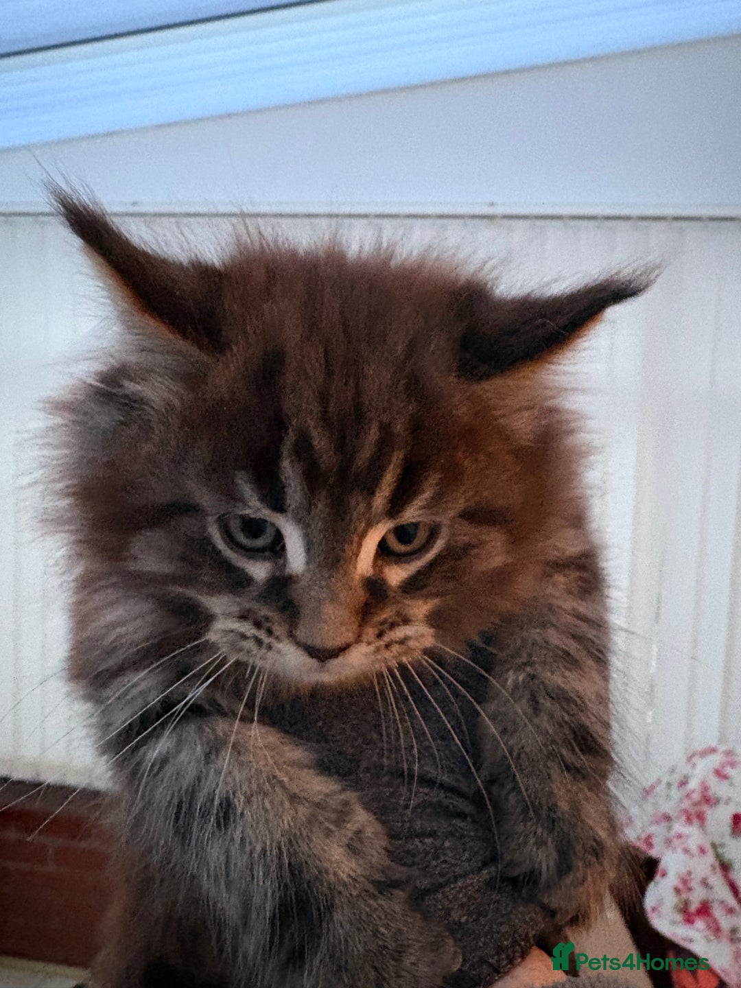 Maine Coon cats for sale: Maine Coon kittens  - Advert 13