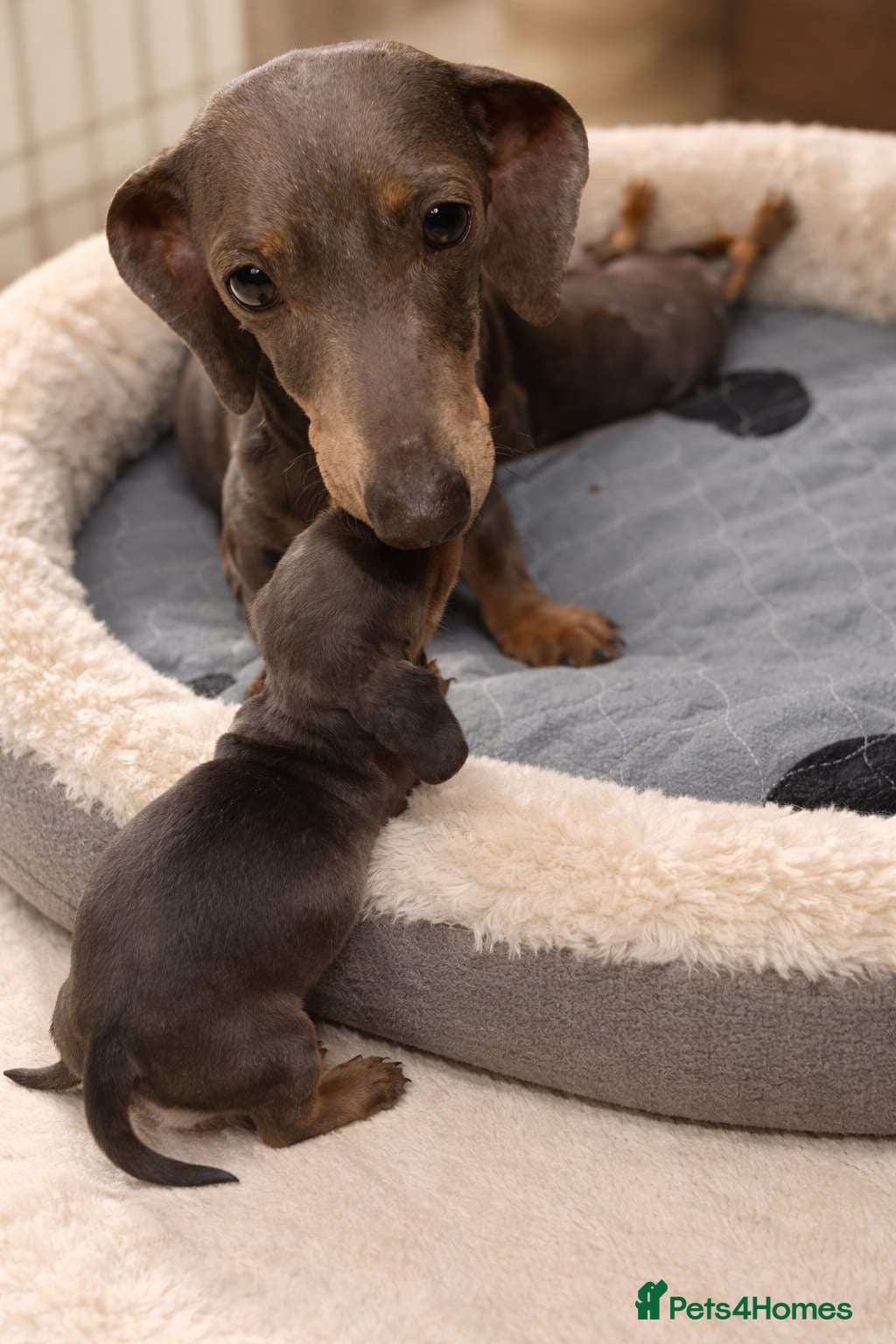 Miniature Dachshund dogs Miniature dachshund puppies  - Advert 1