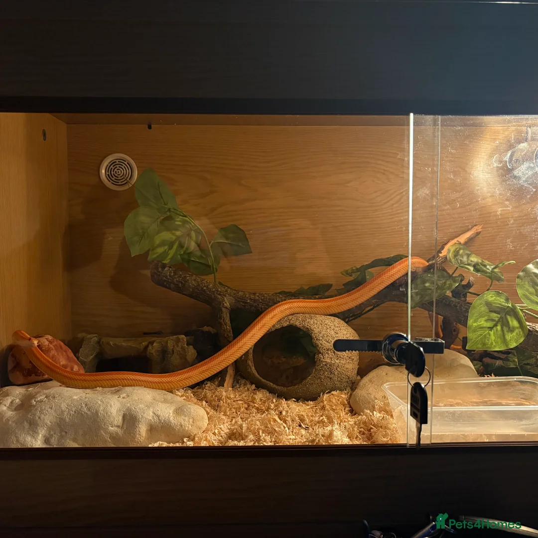 Corn Snake reptiles for sale: Two corn snakes - Advert 2