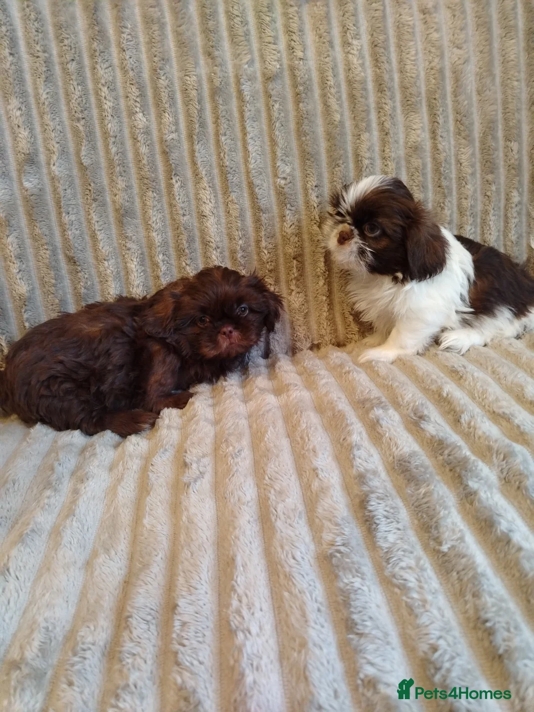 Shih Tzu dogs for sale: Beautiful imperial shih tzu babies  - Advert 7