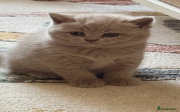 British Shorthair cats for sale: Gorgeous Kittens Ready to Find Their Forever Homes - Image 14