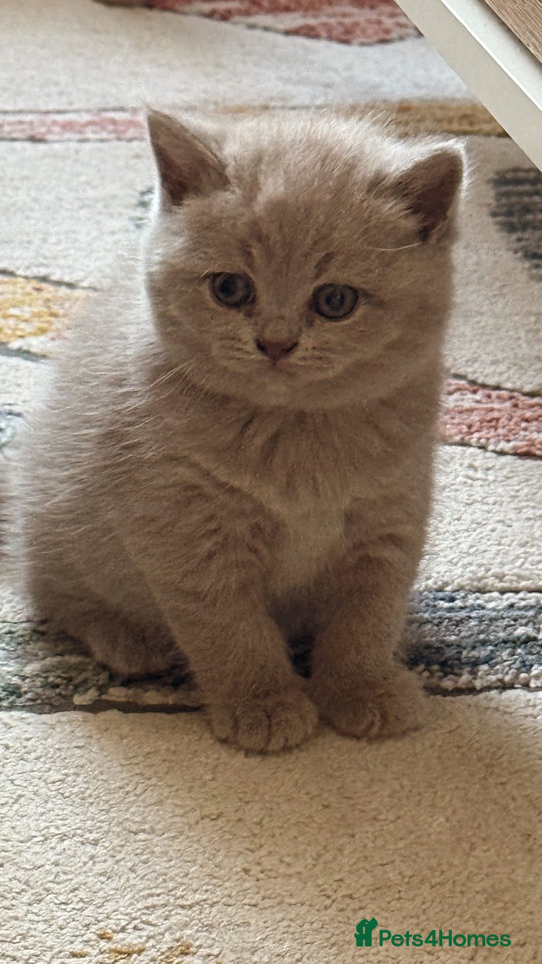 British Shorthair cats for sale: Gorgeous Kittens Ready to Find Their Forever Homes - Image 14