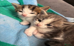 Mixed Breed cats for sale: Kittens  - Image 11