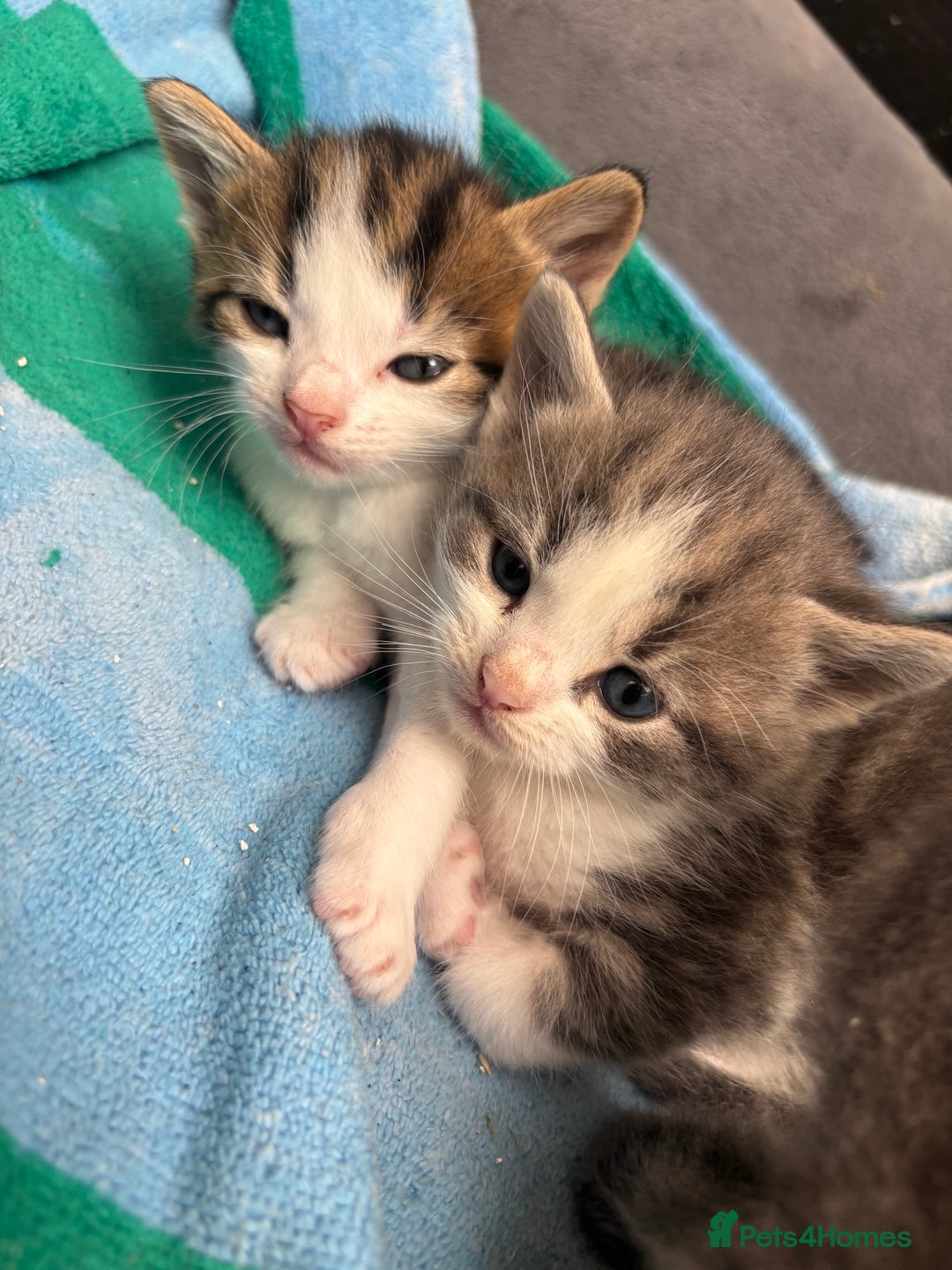 Mixed Breed cats for sale: Kittens  - Image 11