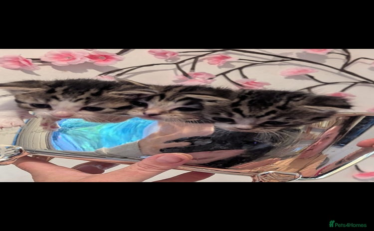 Mixed Breed cats - Advert 10