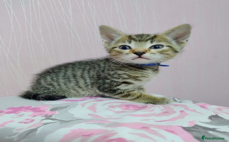Mixed Breed cats - Advert 13