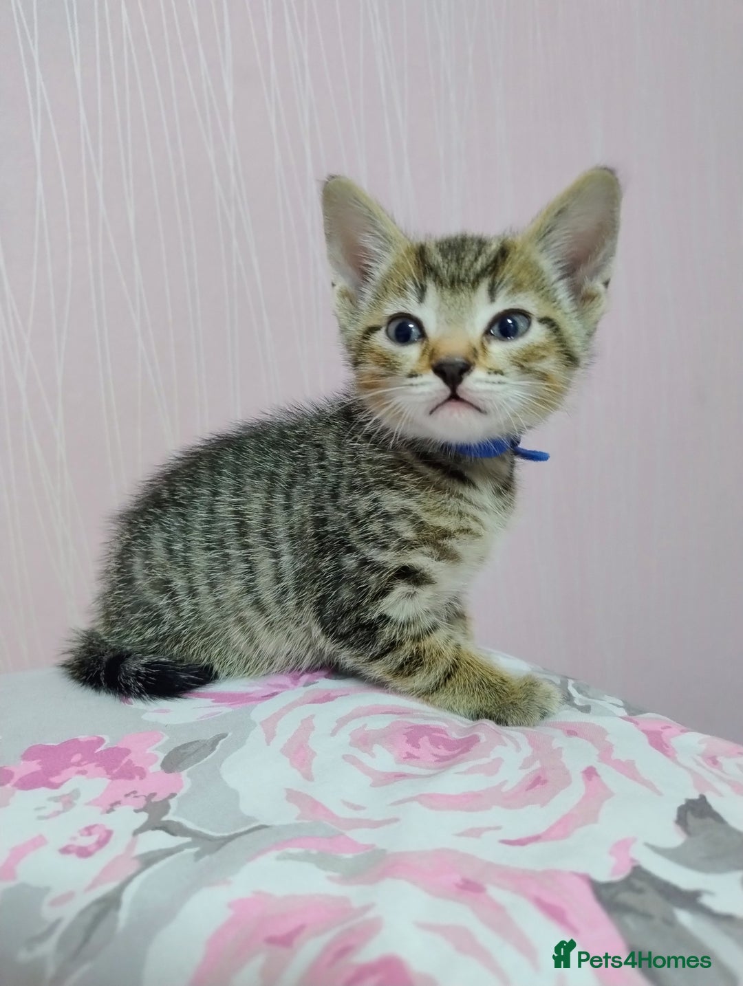 Mixed Breed cats for sale: Stunning kittens - Image 1