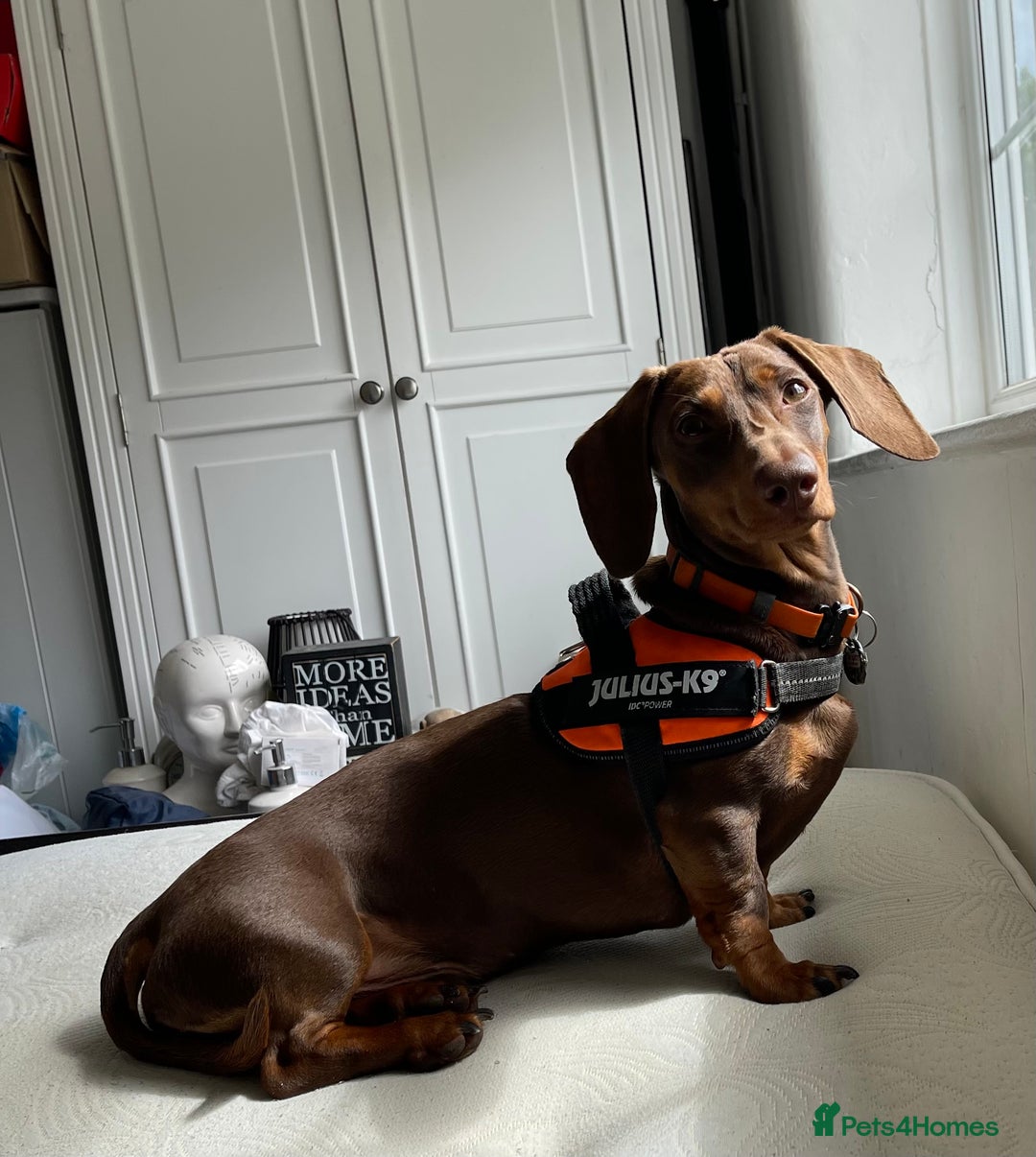 Miniature Dachshund dogs for stud: K.C. Registered Miniature Dachshund  - Advert 2