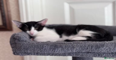 Mixed Breed cats - Advert 16
