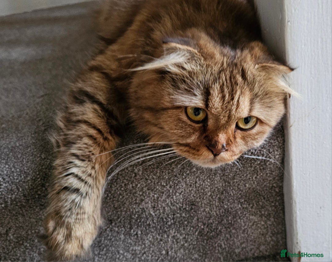 Scottish Fold cats for sale: Scottish male cats - Image 5