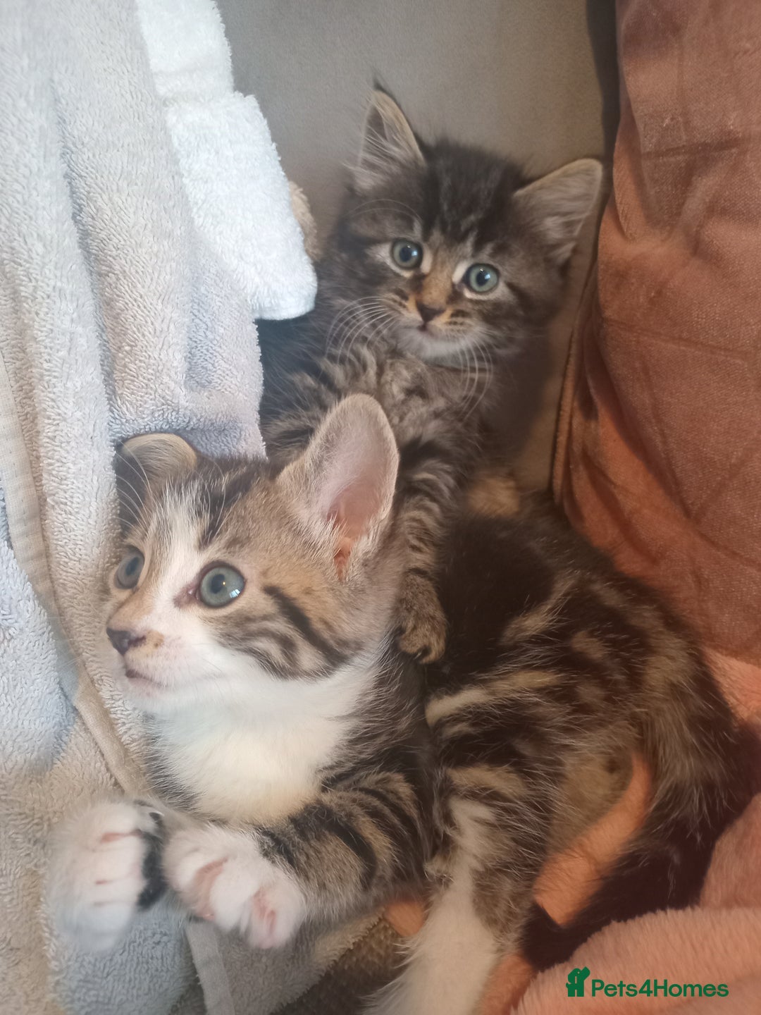 Mixed Breed cats for sale: From Our Loving Home to Yours - Image 12