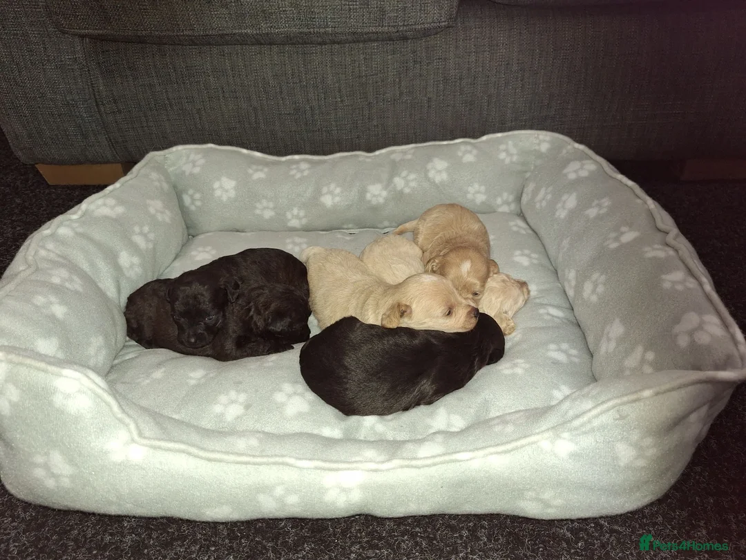 Mixed Breed dogs for sale: Border poodle puppies  in Gretna - Advert 2