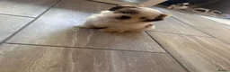 Shih Tzu dogs for sale: Beautiful imperial shih - tzu puppies  in Hatfield - Advert 6