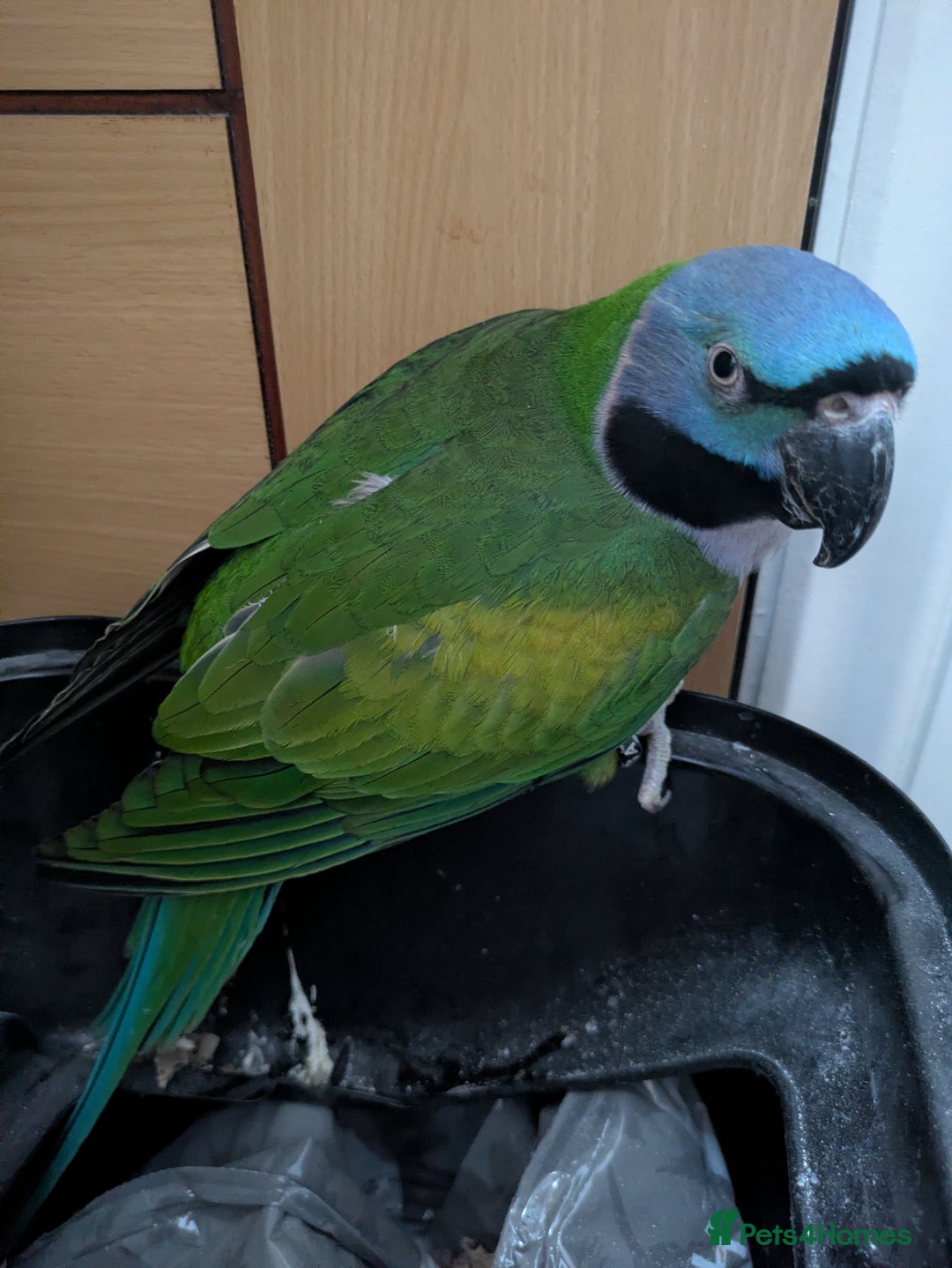 Parakeets birds for sale: Chinese Parakeet Derbyan Parakeet friendly - Advert 30