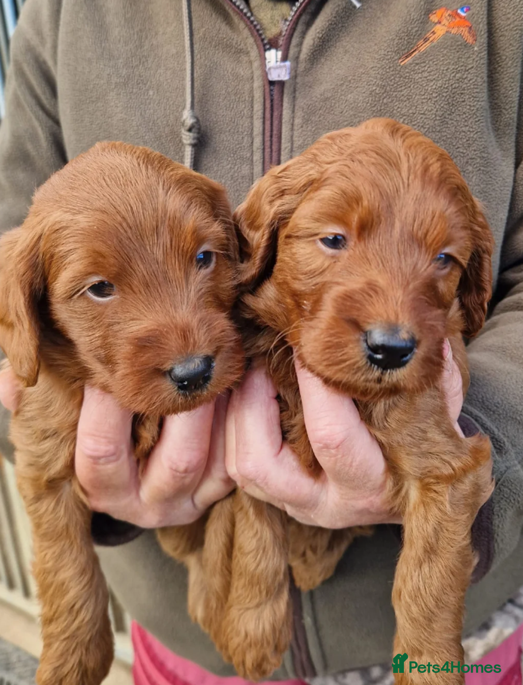 Labradoodle dogs for sale: The Darkest Fox Red Doodles. - Image 10