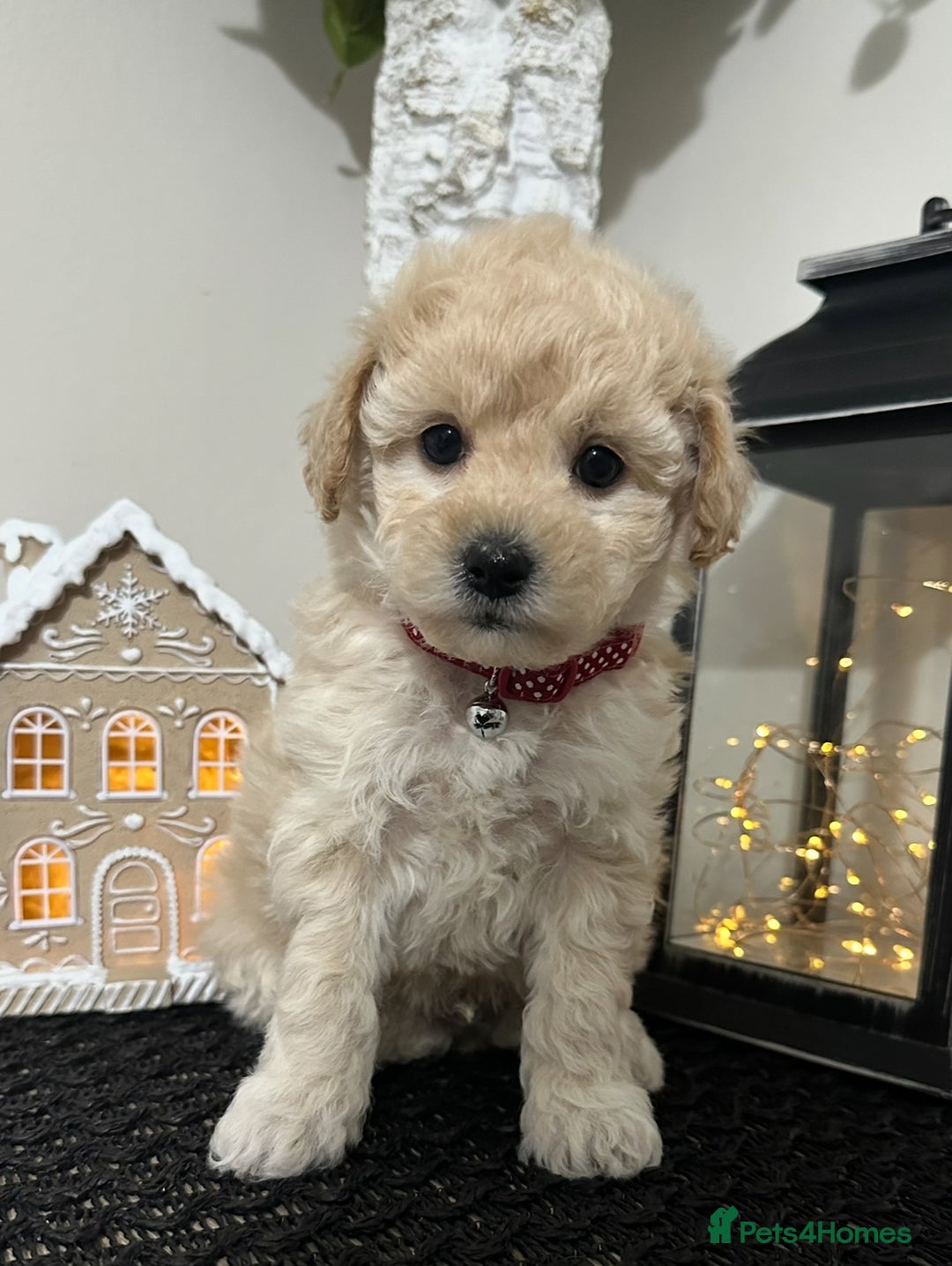 Maltipoo dogs for sale: Gorgeous F1 Toy Maltipoo Puppies  - Advert 7