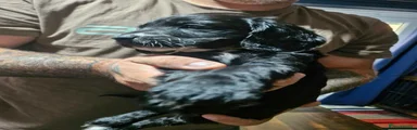 Cockapoo 1