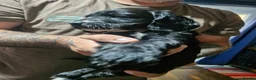 Cockapoo dogs for sale: Beautiful cockapoo pups in Salisbury - Advert 2