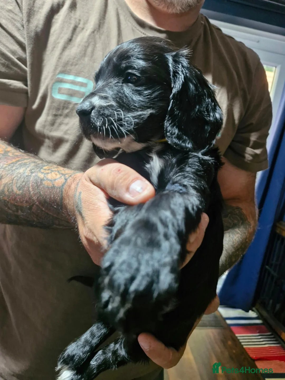 Cockapoo dogs for sale: Beautiful cockapoo pups in Salisbury - Advert 2