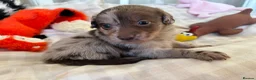 Mixed Breed dogs for sale: Pomapoos  - Advert 17