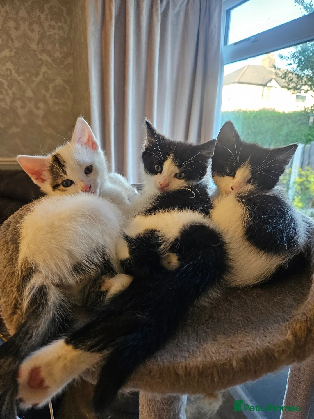 Mixed Breed cats for sale: 3 friendly loving kittens - Advert 1