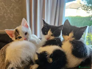 Mixed Breed cats 3 friendly loving kittens - Advert 2