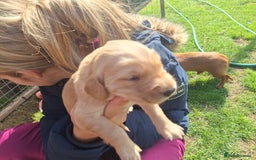 Golden Retriever dogs for sale: Working golden retriever puppies for sale  - Image 13