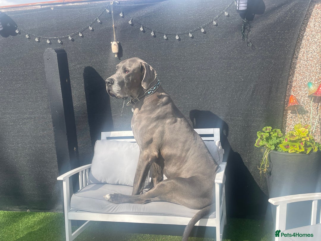 Great Dane dogs for sale: KC registered Great Danes  blues & black - Image 18