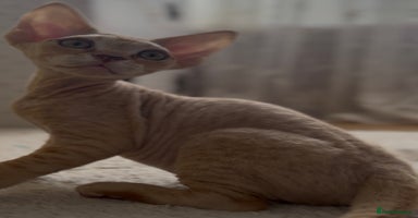 Devon Rex cats - Advert 14