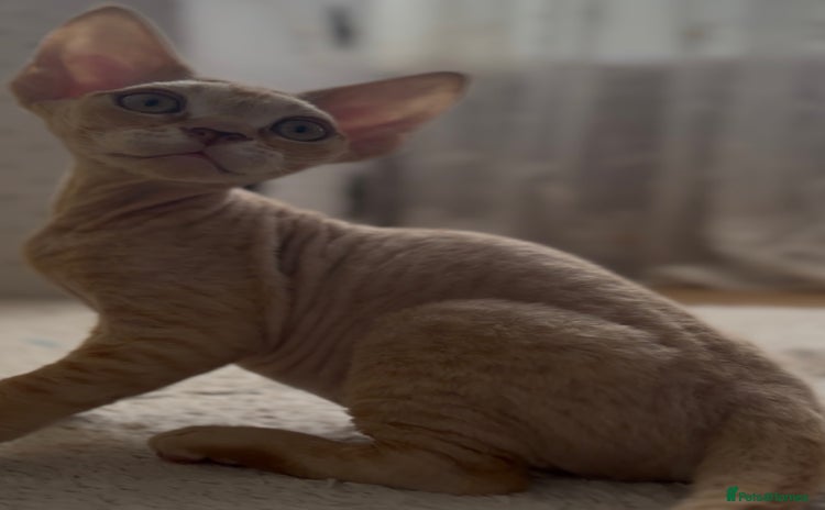 Devon Rex cats - Advert 1
