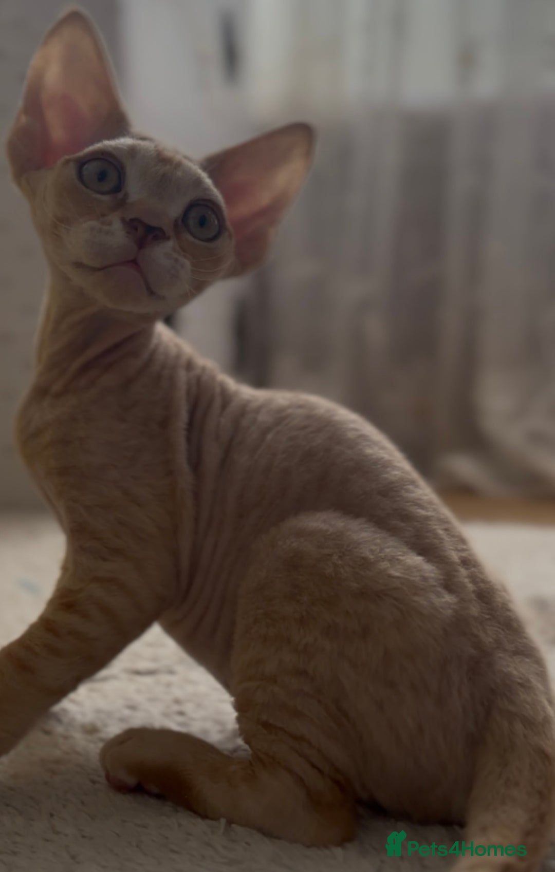 Devon Rex cats for sale: Devon - Image 1