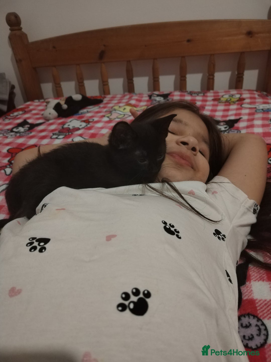 Mixed Breed cats for sale: Adorable Kittens Looking for Their Forever Homes - Advert 7