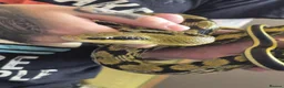 Rat Snake reptiles for sale: Taiwanese beauty snake - Advert 1