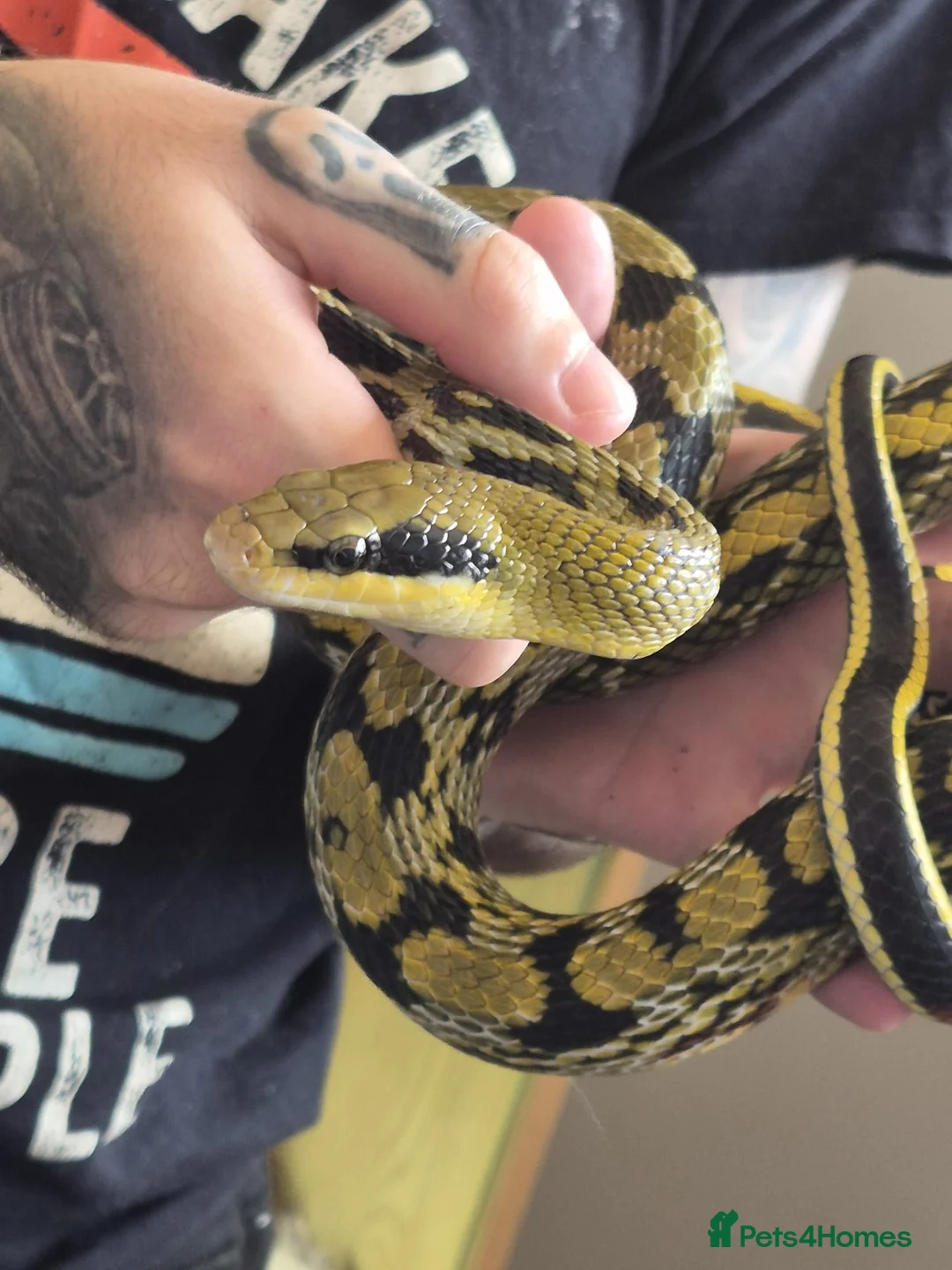 Rat Snake reptiles for sale: Taiwanese beauty snake - Advert 1
