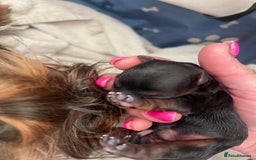 Yorkshire Terrier dogs for sale: Absolutely adorable mini yorkie puppies  - Image 1