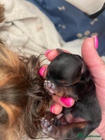 Yorkshire Terrier dogs Absolutely adorable mini yorkie puppies - Advert 4